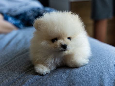 Smallest Dog In The World For Sale Photos All Recommendation