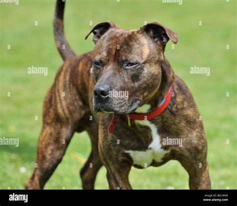 American Pitbull Terrier Fotos E Imágenes De Stock Alamy