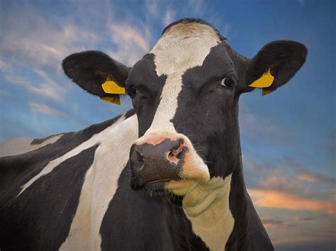 Portrait Of Holstein Cow Photograph By Photograph Taken By Alan Hopps