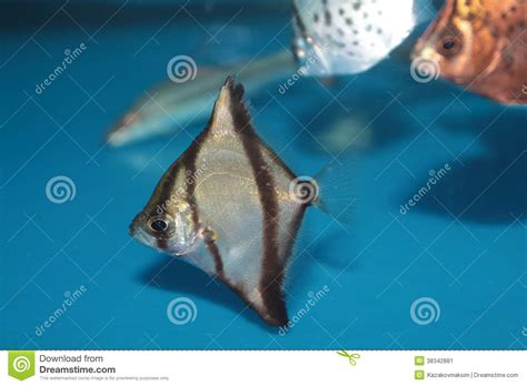 African Moony Monodactylus Sebae Saltwater Aquarium Fish