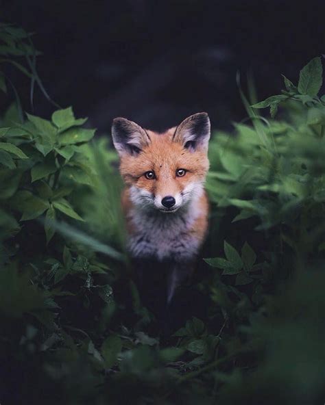 21 Year Old Photographer Captures Intimate Soulful Portraits Of Wild