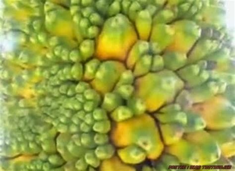 PELIK! - Nangka Berbuah Pisang, Rasa Durian (3 GAMBAR ...