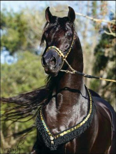 Arabian Horse Black Arabian Horse Horses Beautiful Horses