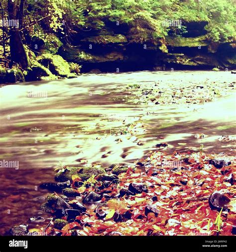 Mountain River With Low Level Of Water Gravel With Colorful Beech
