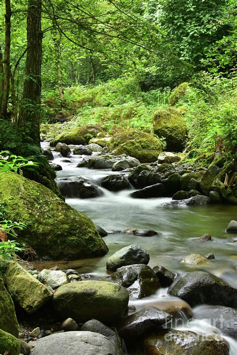 River In The Woods Photograph By Svetlana Sewell Fine Art America