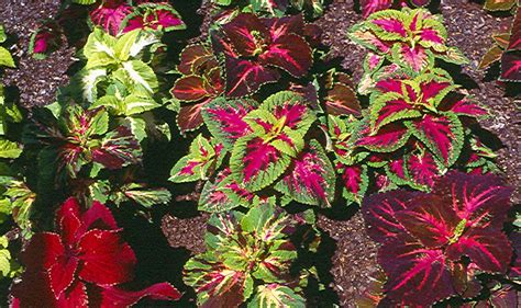 Latin names for common garden flowers. Solenostemon scutellariodes - coleus | Beach house garden ...