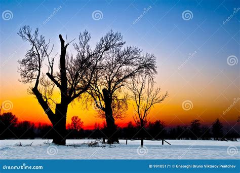 Tree Silhouette At Sunset In A Snowy Landscape Stock Image Image Of
