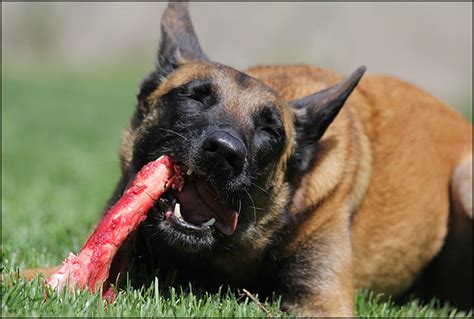 Can cats eat chicken liver? Should Dogs Eat Raw Meat? | Rock Solid K9
