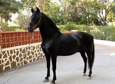Tiene buen carácter espectacular caballo pura sangre ingles 11 años, color castaño, muy noble, doma vaquera nivel muy. caballo-pura-sangre-jueves-yeguada-las-salinas-ok ...