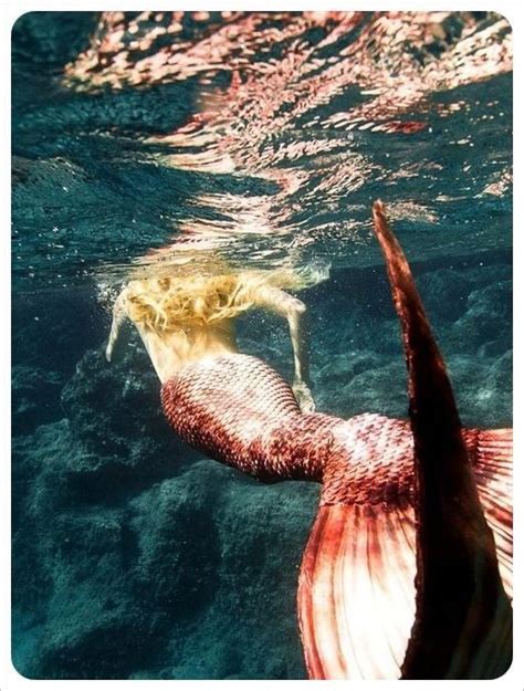 Shell Pink Tail Real Mermaids Mermaid Mermaid Dreams
