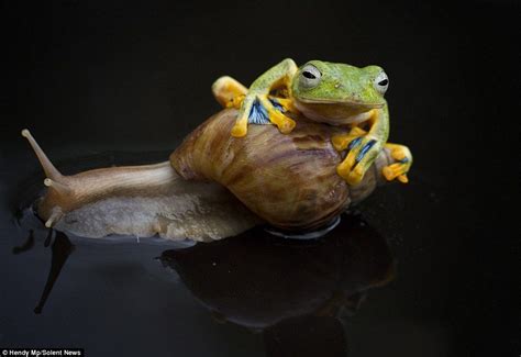 He Said Amazingly The Snail Wasnt Phased By The Frog Trying To Get On Its Back They Bo