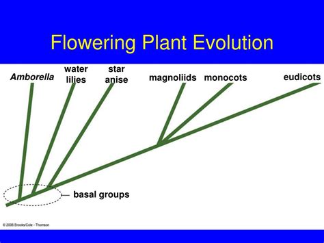 Ppt Plant Evolution Powerpoint Presentation Free Download Id37342