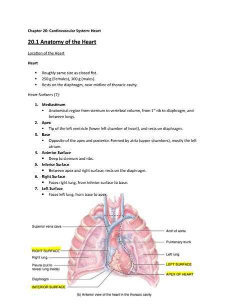 Anatomy And Physiology Chapter 20 The Heart Study Guide Study Poster