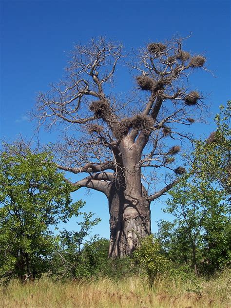 Baobab This Baobab Tree Adansonia Digitata Is Growing Ne Flickr