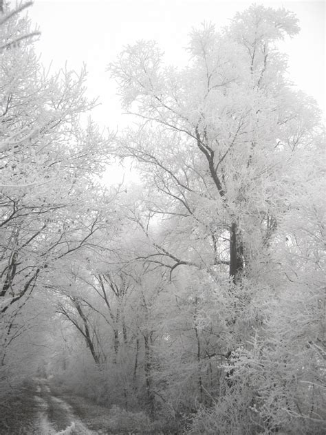 무료 이미지 나무 자연 숲 분기 감기 검정색과 흰색 안개 화이트 꽃 분위기 얼음 날씨 겨울 왕국