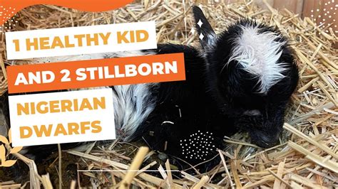 Witness the Miracle of Birth: Our First Surprise Goat Kidding! - YouTube