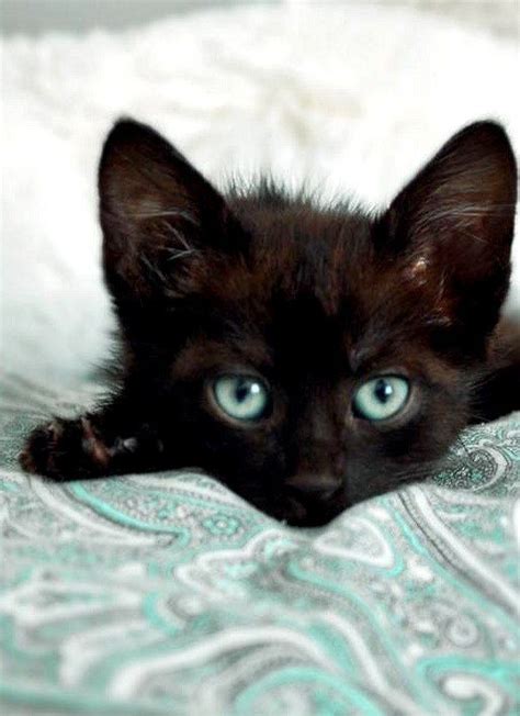 26 Best Blue Eyed Black Cats Images On Pinterest Black