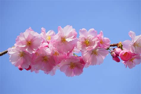 Free Images Tree Branch Flower Petal Bloom Spring Produce