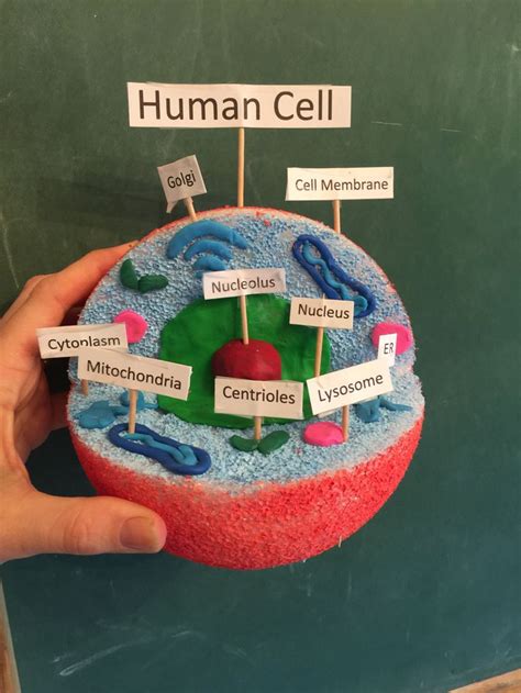 Human Cell Model Made From A Painted Foam Ball And Clay Animal