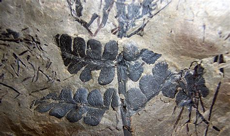 Worlds Largest Fossil Forest Found In Us The Archaeology News Network