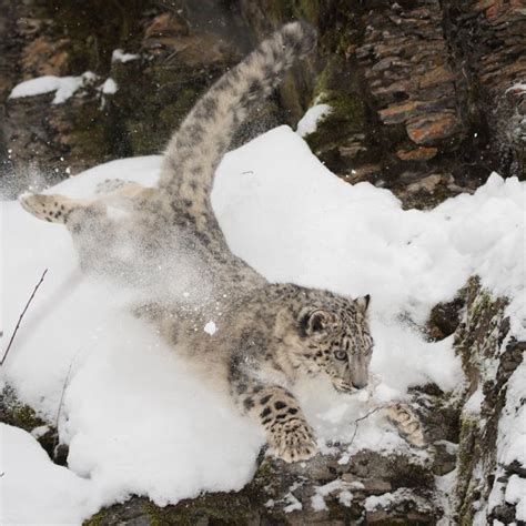 8 Facts About The Elusive Snow Leopard Snow Leopard Why Do Cats Purr