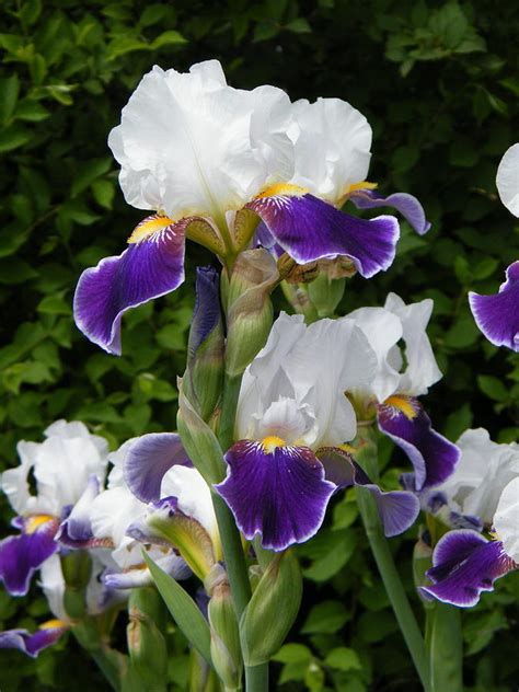 Spring Ushers In Bi Color Iris Flowers Photograph By Mary Sedivy Fine