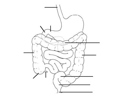 Explore liver diagram with byju's. GI Tract Anatomy to Know