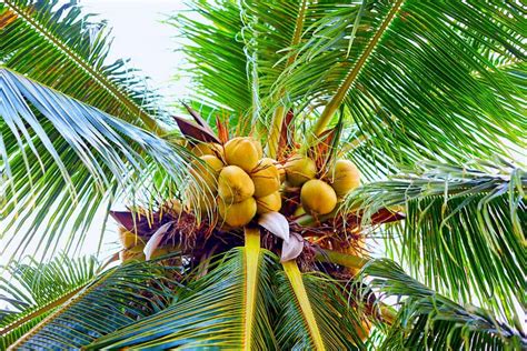 Coconuts On Palm Trees