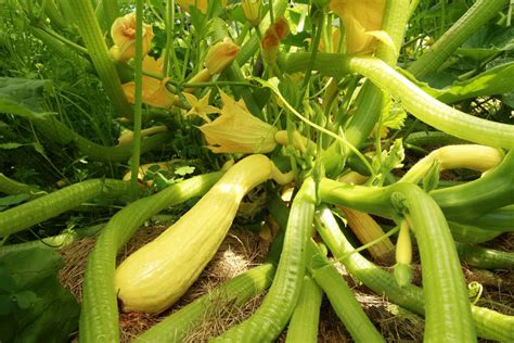 How To Grow Crookneck Squash Yellow Squash