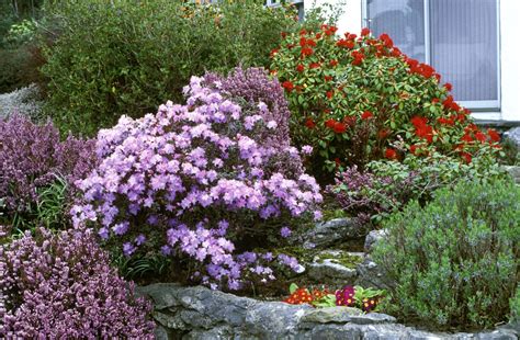 Flowering Shrubs For Full Sun Uk Common Flowering Shrubs For Zone 9