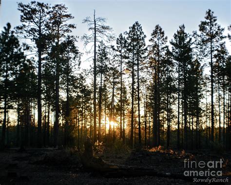 Pine Tree Sunrise Photograph By Katie Brown Pixels