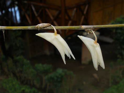 Dendrobium Crumenatum Orchidaceae