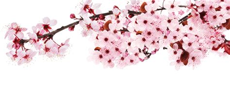 Sakura Png Transparent Image Download Size 1136x431px