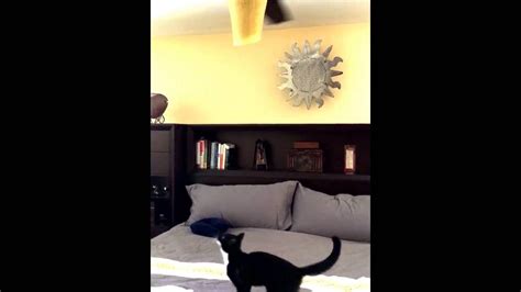 Funny Cat Video Flying Cat And The Ceiling Fan Youtube