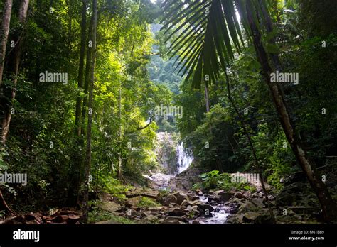 Jungle Spring With Waterfalls Sunny Day In Tropical Rainforest South