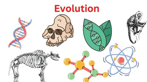 Evolution Definition Types And Example Research Method
