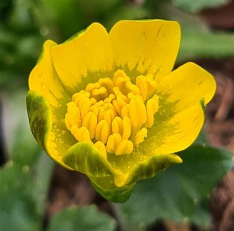 Ranunculus Ficaria Diane Rowe Farmyard Nurseries