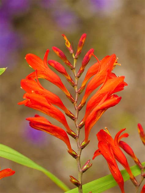 Fall Gardening With 13 Stunning Perennial Flowering Bulbs