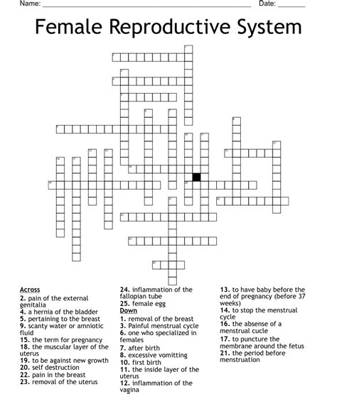 Female Reproductive System Crossword Wordmint