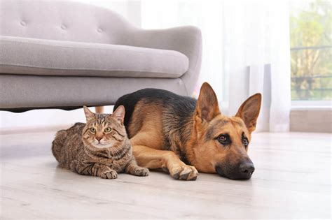 What does pet insurance not cover? What does pet insurance cover?