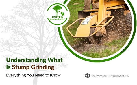 What Is Stump Grinding Vital Information To Take Into Account