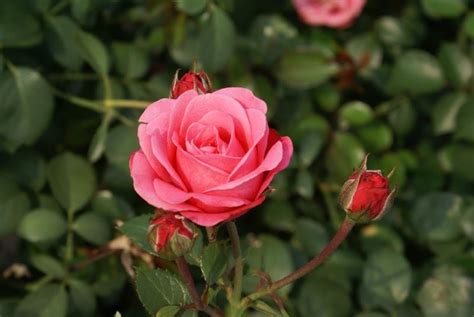 Bella Rosa Melvilles Roses