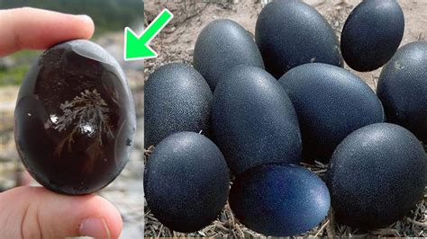 This Farmer Found Unusual Black Eggs Look What It Turned Out To Be