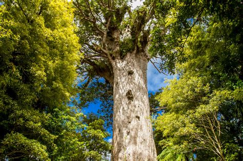 Ngā Rākau Taketake Saving Our Iconic Trees Biological Heritage