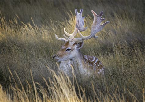 Fallow Buck A Fallow Deer Buck Resting On His Laurels In B Flickr