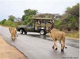 Day Tour Kruger National Park