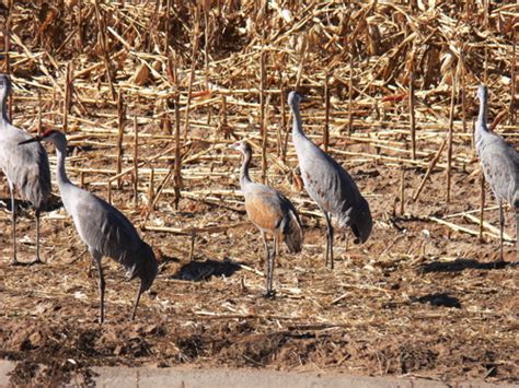 Start studying herons & cranes. Julie Zickefoose on Blogspot: Crane Confrontation