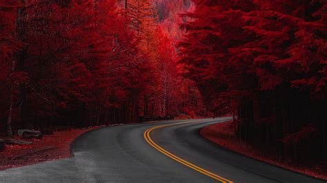We hope you enjoy our rising collection of aesthetic wallpaper. Red Pine trees 4K Wallpapers | HD Wallpapers | ID #29812