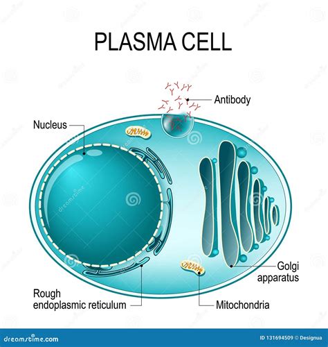 Plasma Cells Labeled