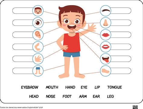 Las partes del cuerpo en inglés para niños English